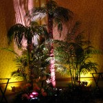 Greenscape Design BNI Tropical Palm Trees