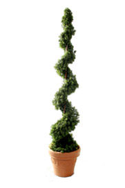 cedar