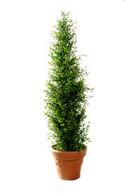 cedar
