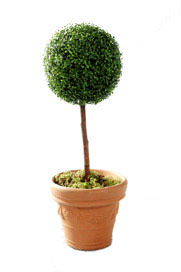 cedar