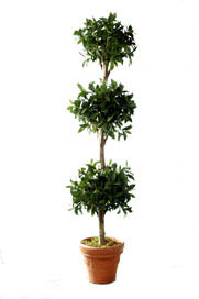 cedar