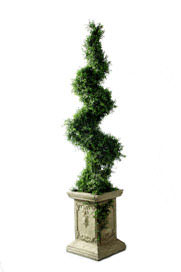 cedar