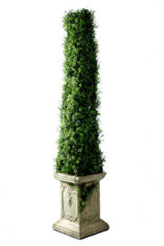 cedar