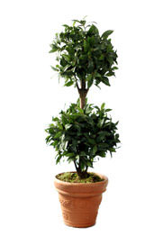 cedar