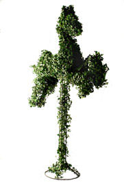 cedar