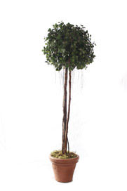 cedar