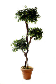 cedar