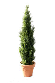 Cedar Pyramid Topiary