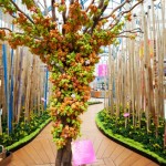 Flowering wishing tree, Richmond Centre