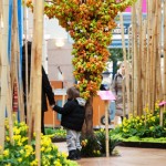 Flowering wishing tree, Richmond Centre