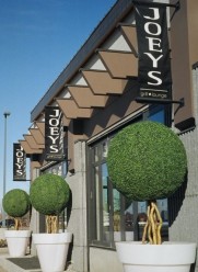 Greenscape Design boxwood topiary and illuminated planters - Joey's Restaurant Edmonton