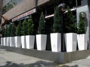 Greenscape Design cedar topiaries in white planters Moxies Restaurant Vancouver