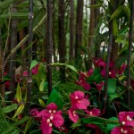 Greenscape Design Black Bamboo green decor options