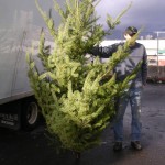 Greenscape Design Evergreen Tree