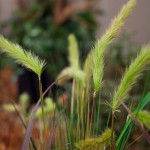 Greenscape Design grass green decor options