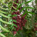 Greenscape Design pepperberry tree foliage green decor options