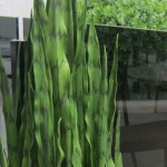 Greenscape Design snake plant sanserveria boxwood green decor options