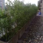 Greenscape Design Exterior Bamboo Planters Private Residence