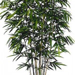 Greenscape Design New Golden Bamboo Natural Trunk Rental Inventory