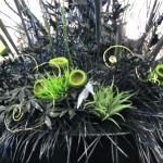 Greencape Design Black Grass Decor IDSwest 2009
