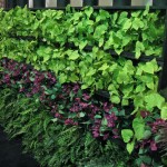 Greenscape Design Everlasting Wall IDSWest 2010