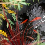 Greenscape Design African Display Koi Fish
