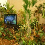 Greenscape Design African Rainforest