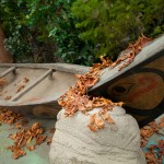 Greenscape Design Haida Canoe