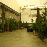 Greenscape Design Pacific Northwest Rainforest Entrance Decor