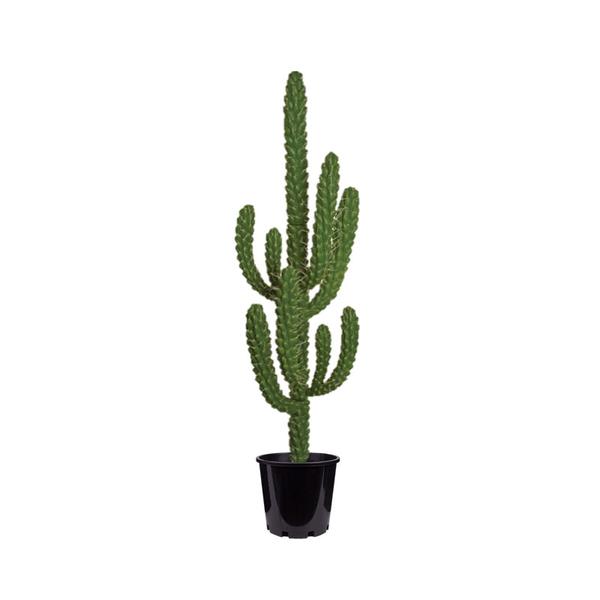 Finger Cactus - Dark Green - Greenscape Design & Decor